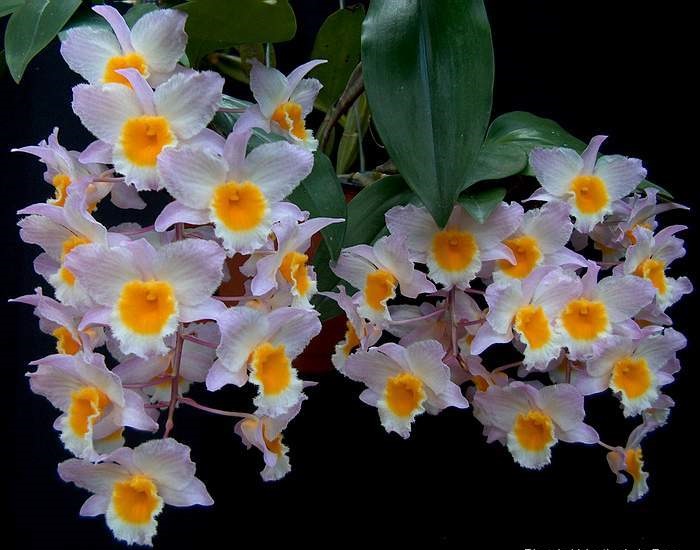 Cách trồng lan Kiều vuông