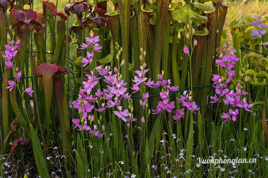 Cẩm nang kiến thức về hoa lan cỏ hồng Calopogon