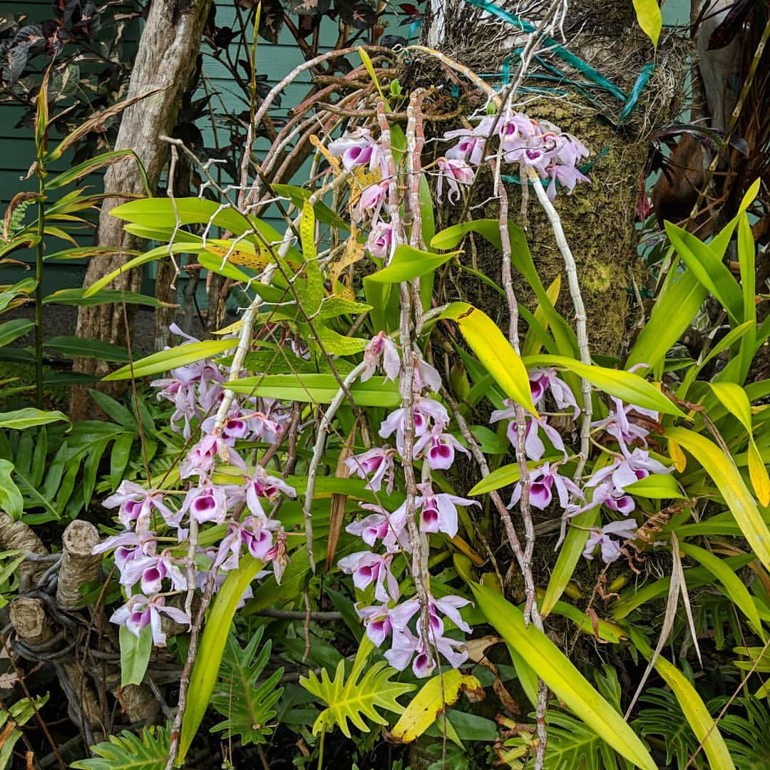 Bí kíp cắt nước lan Giả hạc kích thích ra hoa