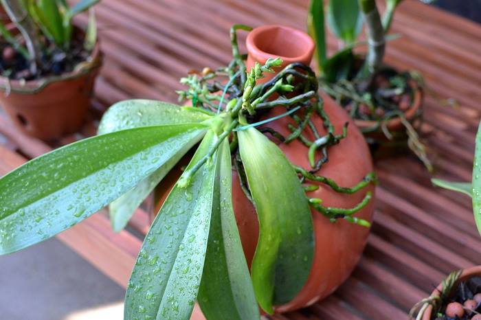 Bí quyết khắc phục cây lan thoát hơi nước