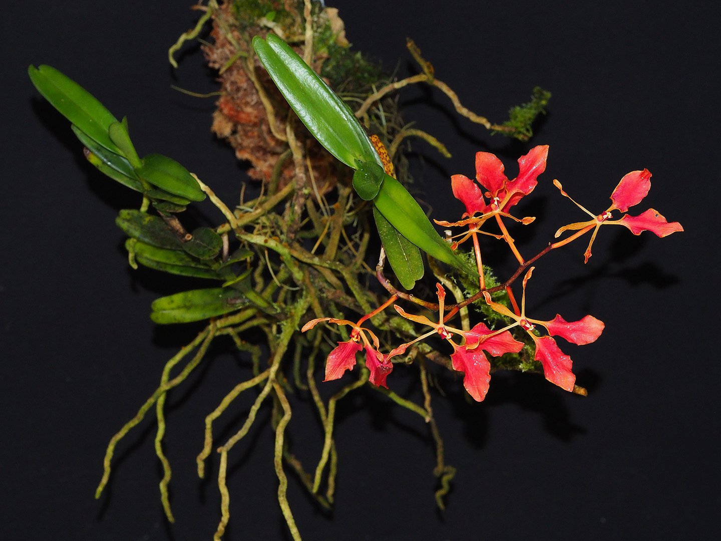 Cách trồng và chăm sóc hoa lan phượng vĩ bắc