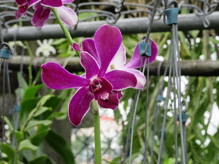 Cách chăm sóc lan trong mùa thu