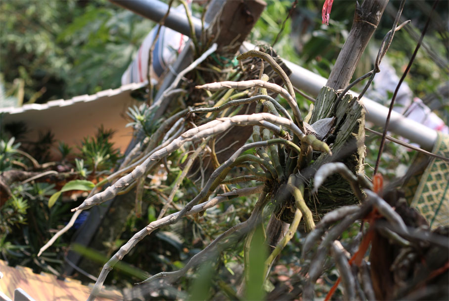 Kinh nghiệm chăm sóc lan mới mua về