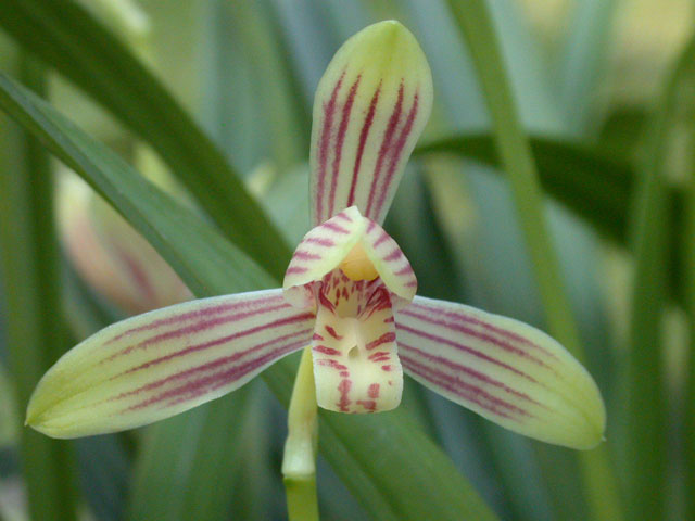 kỹ thuật trồng lan thanh ngọc