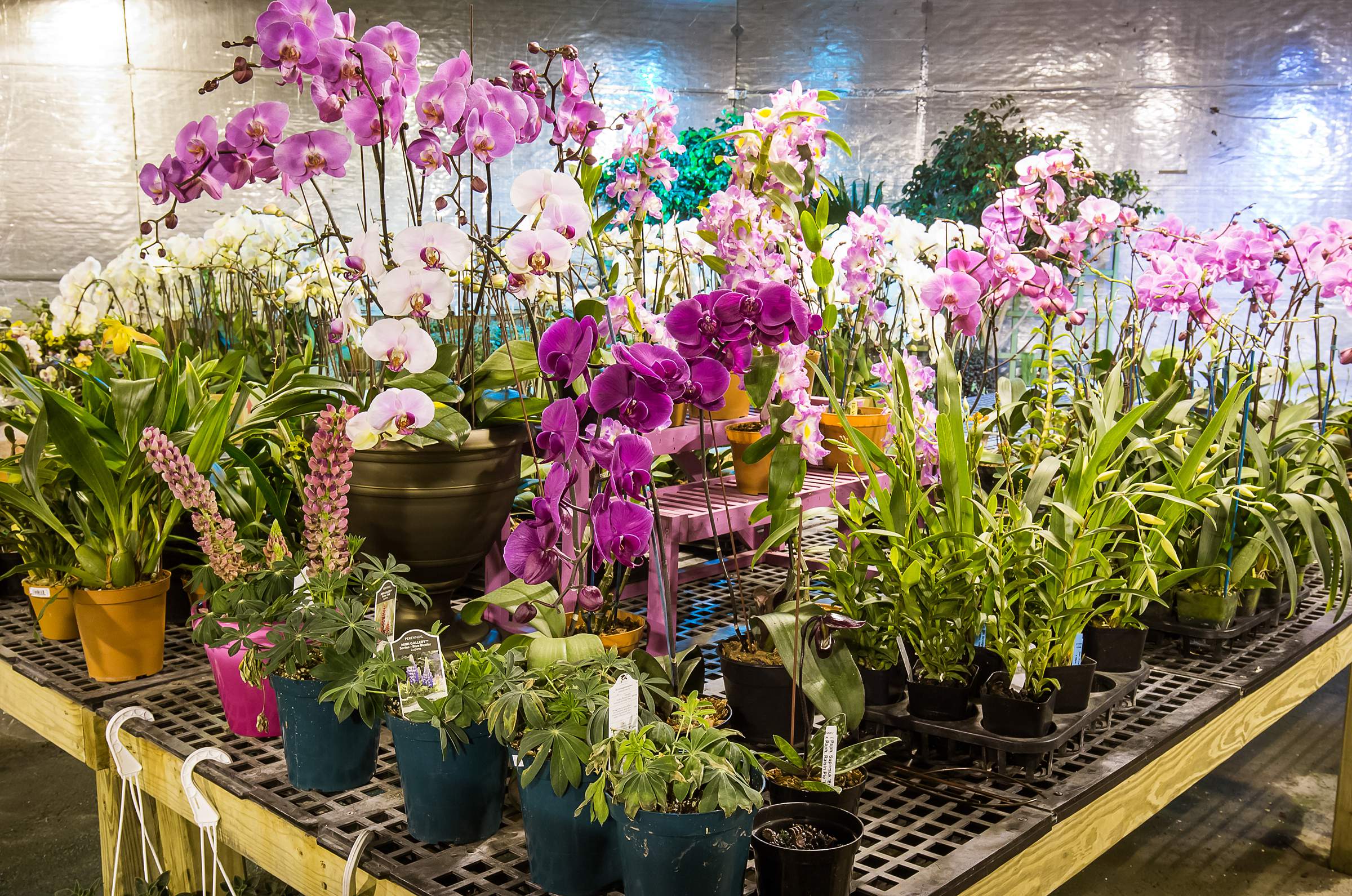 Phương pháp giải độc cho lan bị sốc phân thuốc