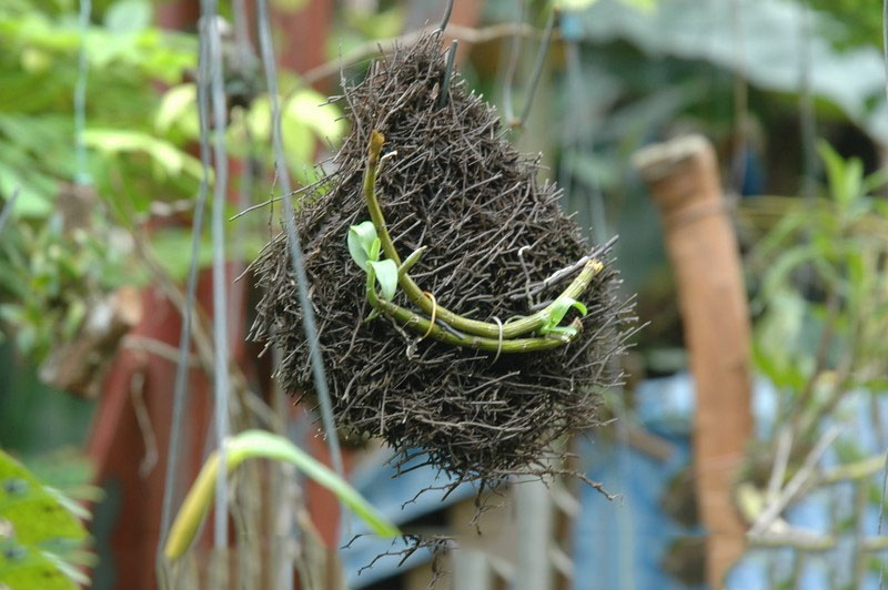 Hướng dẫn 5 bước giâm chiết cành lan rừng