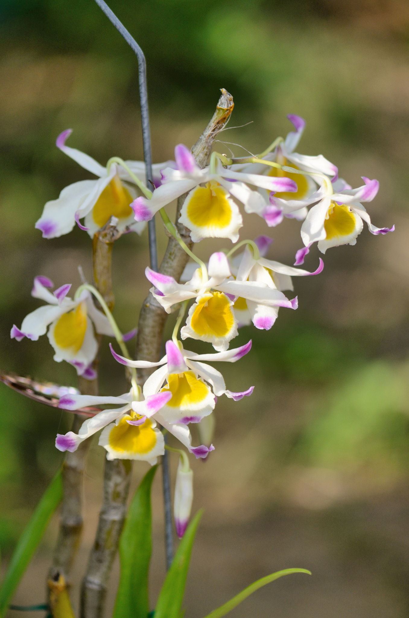 Kỹ thuật trồng lan Hoàng thảo ngọc thạch nở đẹp