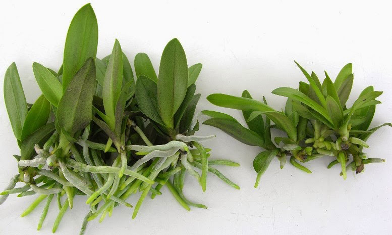 Nhân giống lan bằng phương pháp nuôi cấy mô in-vitro