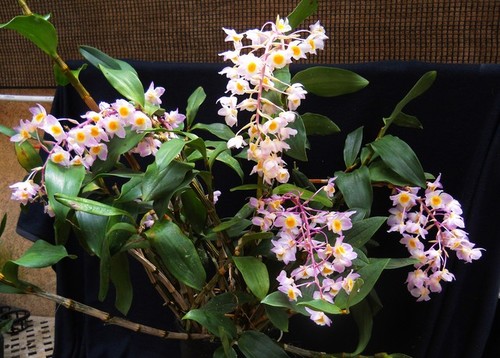 Cách trồng lan Kiều hồng