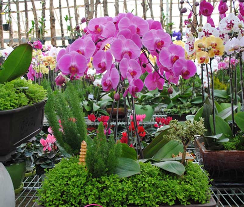 Cách làm cỏ cho lan