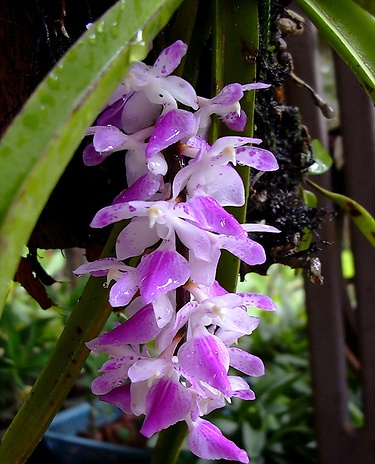 Cách trồng lan Đuôi cáo