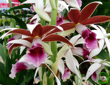 Khám phá 3 loại lan hạc đỉnh