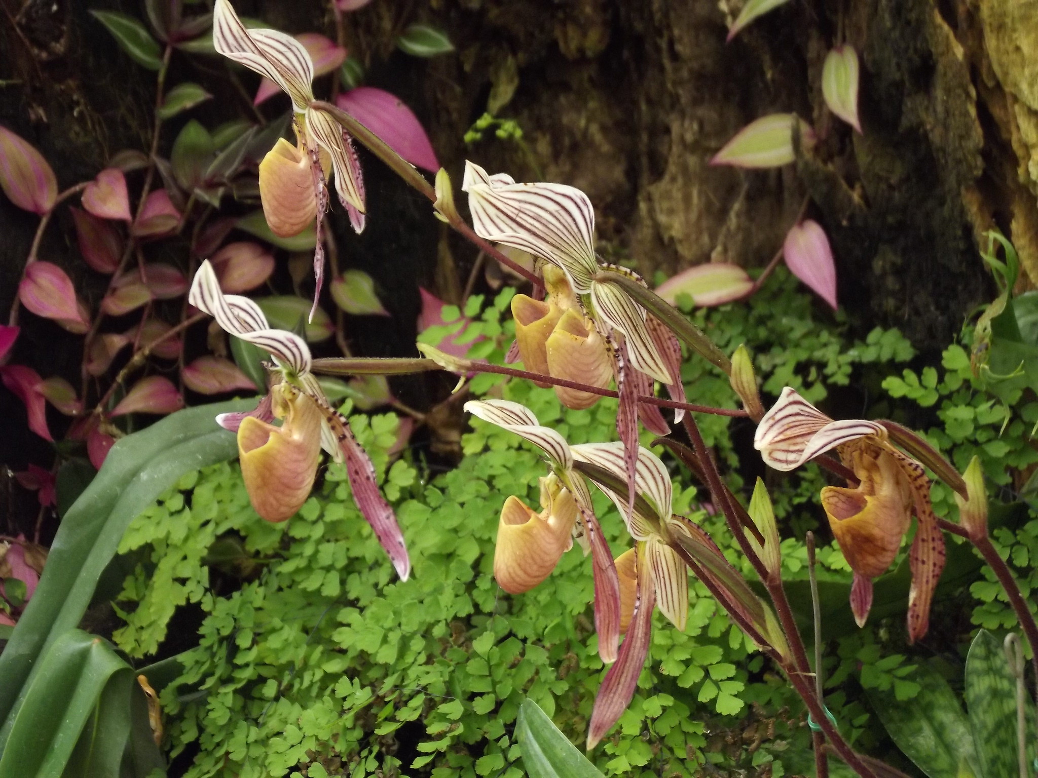 Nhân giống và chăm sóc lan hài phát triển tốt