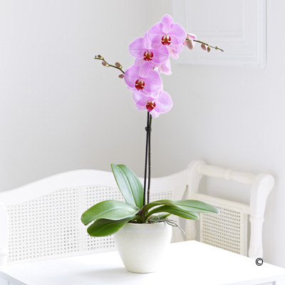 Ý tưởng tuyệt vời từ những chậu lan Hồ điệp nhỏ