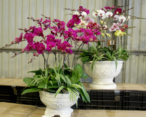 Cách chăm sóc Lan Hồ điệp ra hoa dịp tết