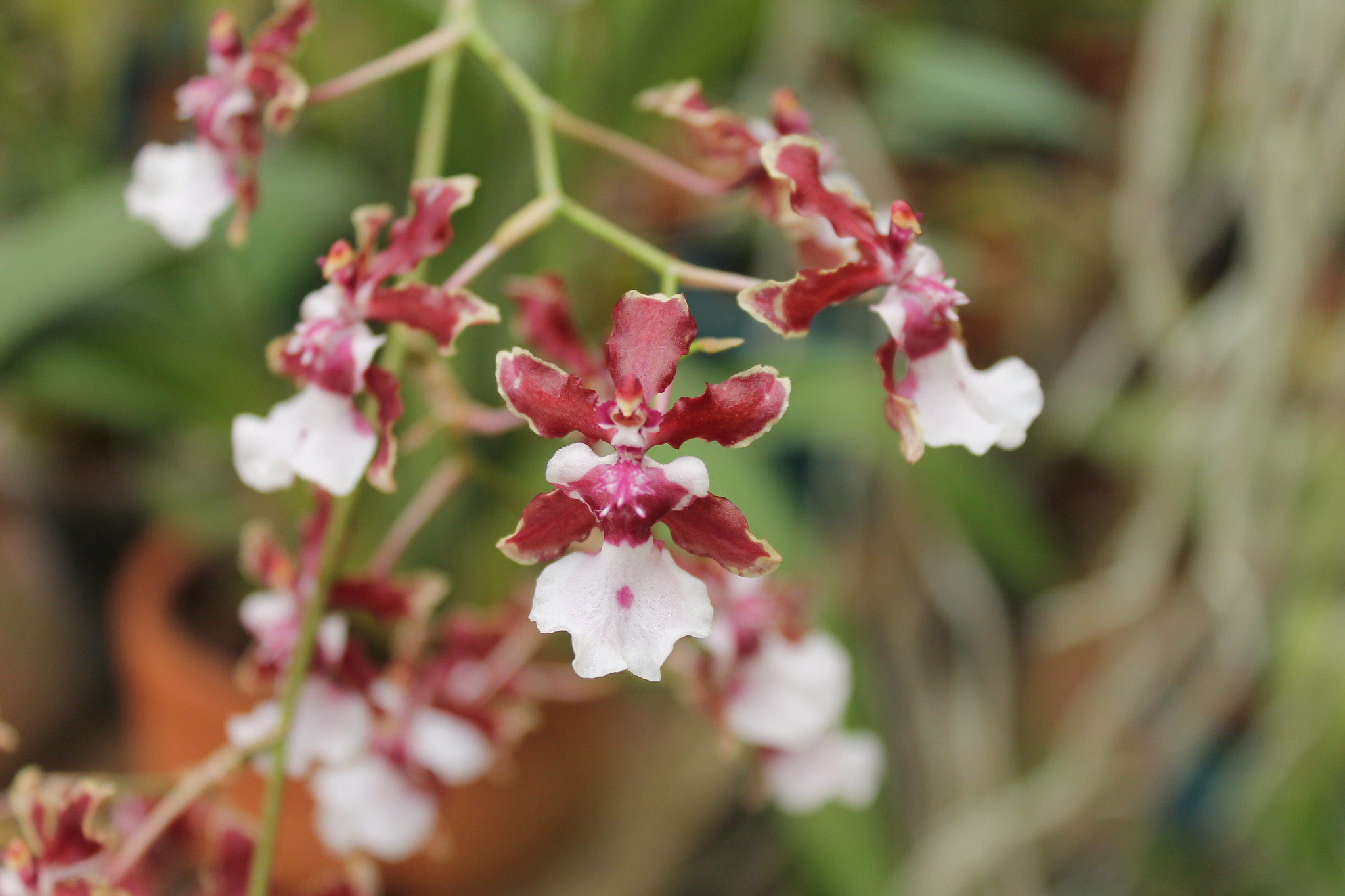 Trồng và chăm sóc lan vũ nữ hoa đỏ Sharry Baby