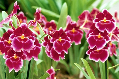 Bí quyết để phong lan nở quanh năm