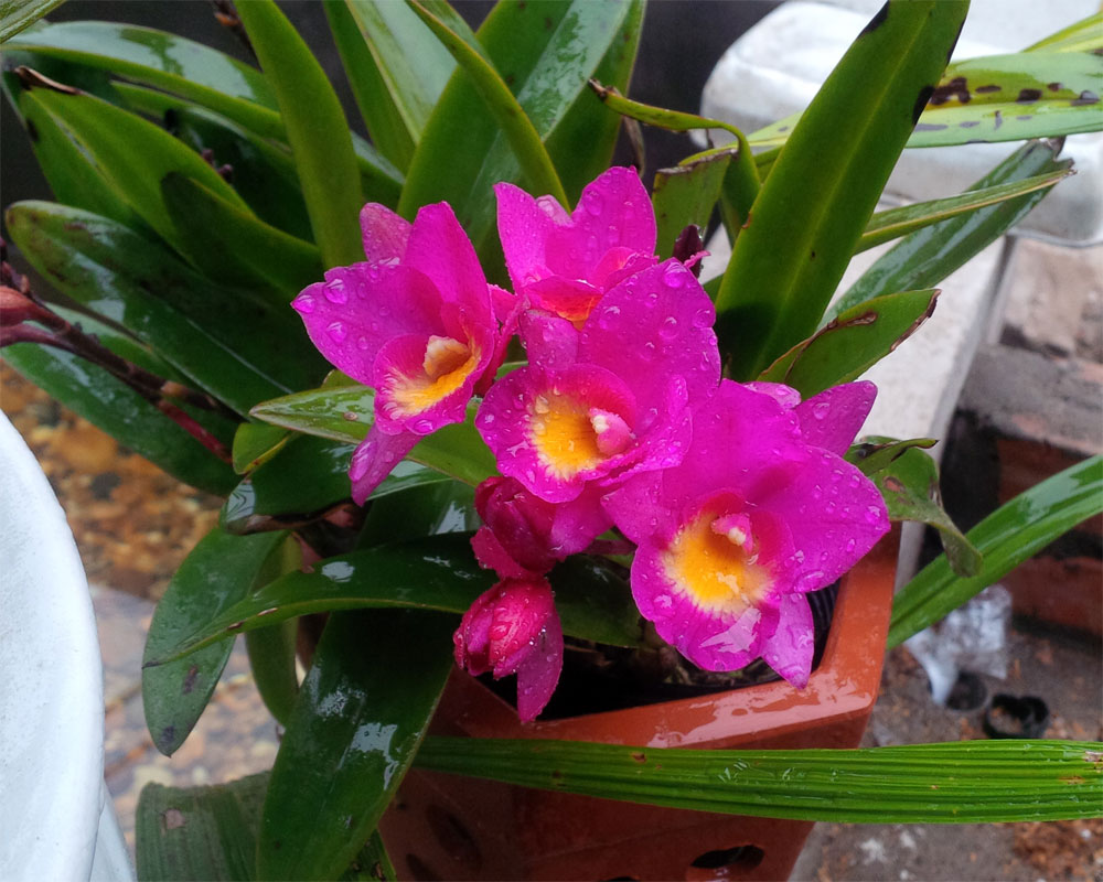 Bí quyết tách chiết và thay chậu lan Cattleya