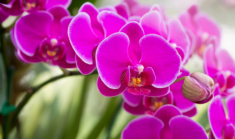 Bí quyết làm tăng tuổi thọ cho lan Hồ điệp