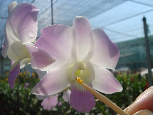 Hướng dẫn thụ phấn cho hoa lan