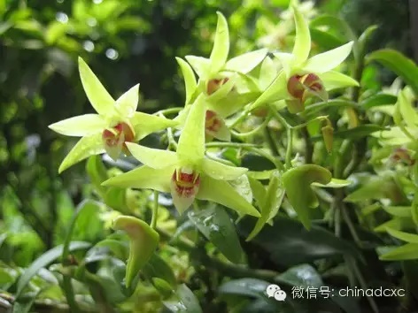 Trồng cây lan thạch hộc