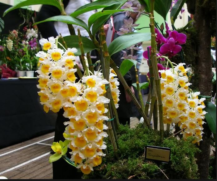 Cách trồng lan Kiều vàng