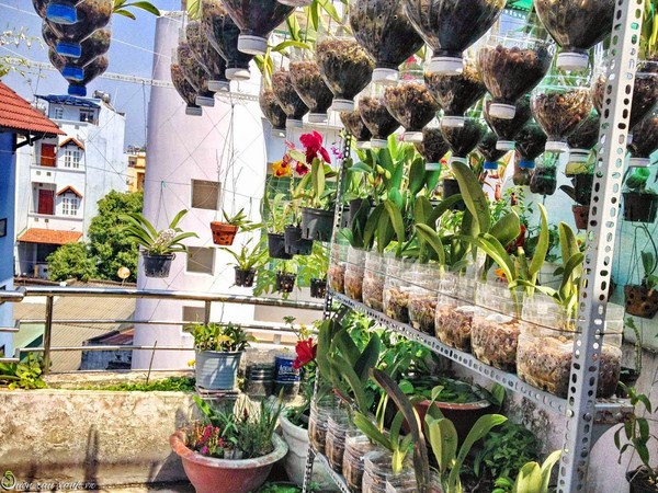 Khắc phục nhược điểm trồng lan nhà phố