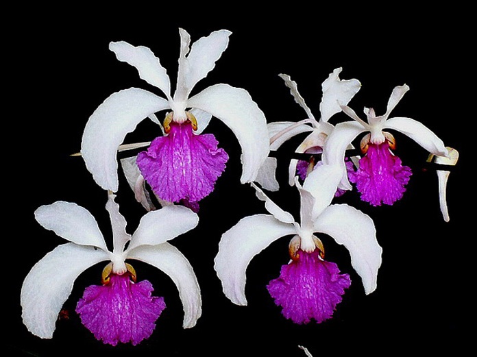 Trồng lan Vanda lá nửa trụ tròn và một phần tư trụ tròn