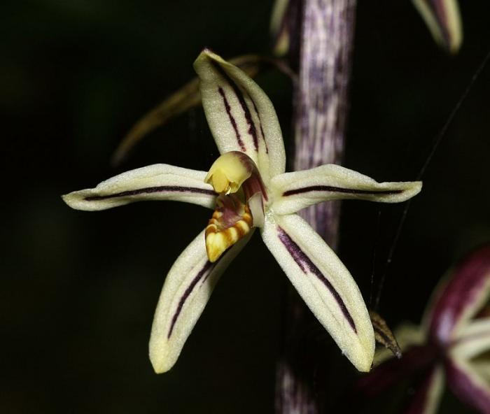 Aphyllorchis-montana.jpg