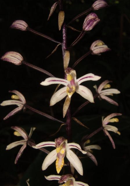Aphyllorchis-pallida.jpg