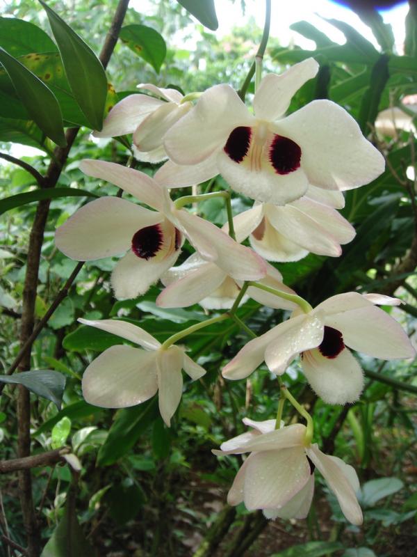 Dendrobium-Pulchellum-02.jpg