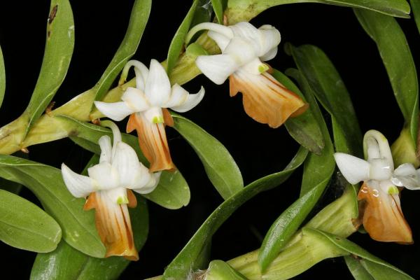 Dendrobium-ellipsophyllum-01.jpg
