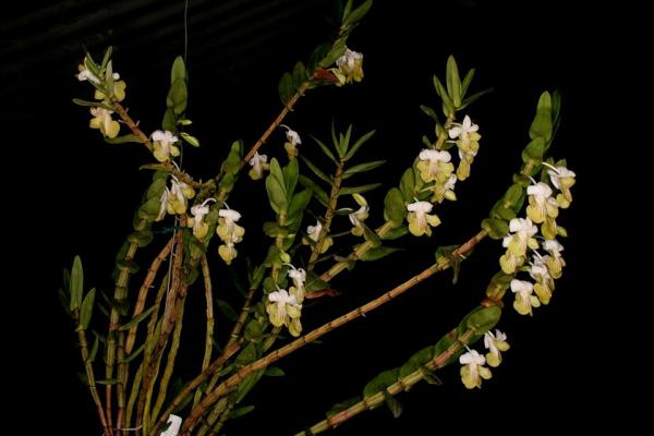 Dendrobium-ellipsophyllum-03.jpg