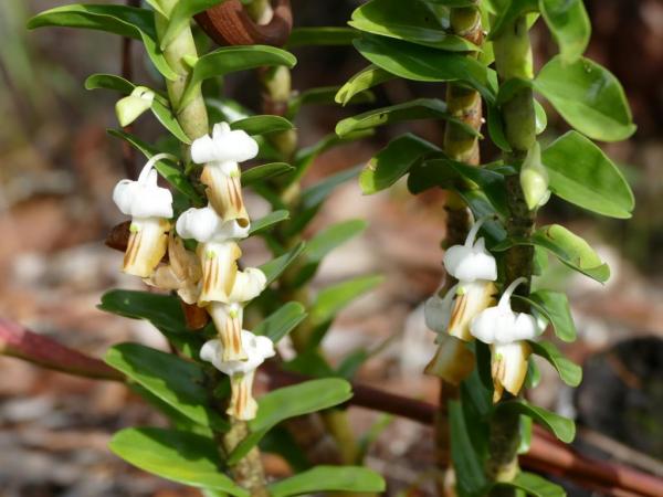 Dendrobium-ellipsophyllum-04.JPG