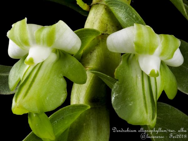 Dendrobium-ellipsophyllum-05.jpg