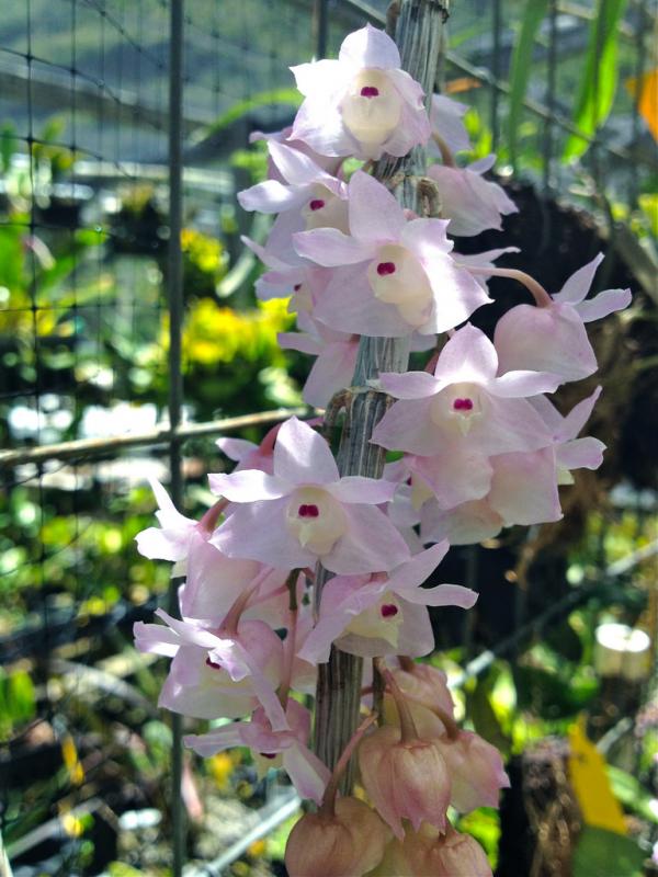 Dendrobium-linguella-03.jpg