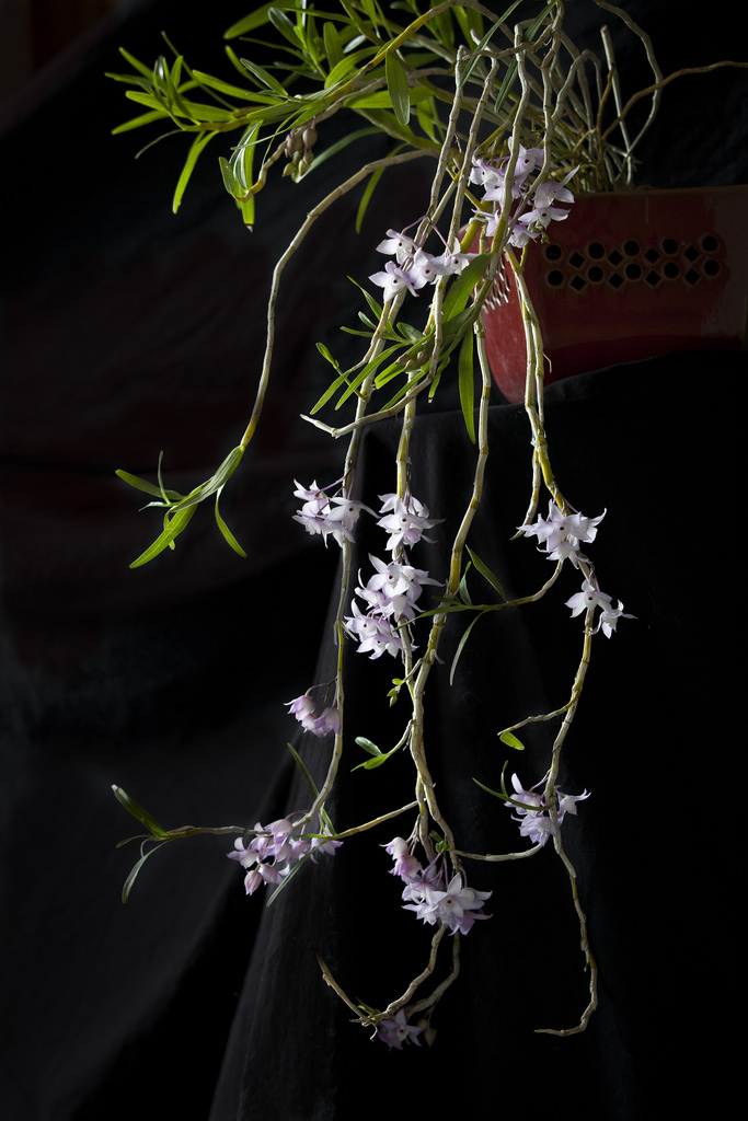 Dendrobium-linguella-04.jpg
