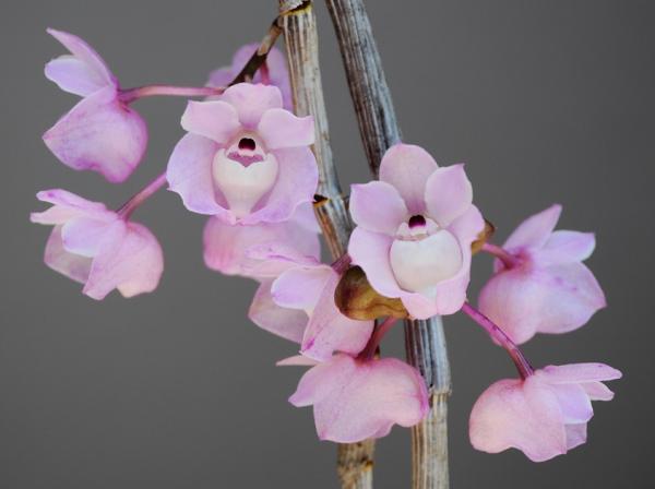 Dendrobium-linguella.jpg