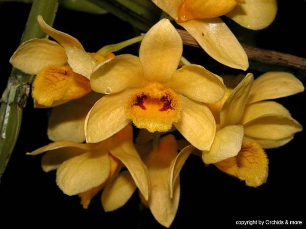 Dendrobium-sulcatum-02.jpg