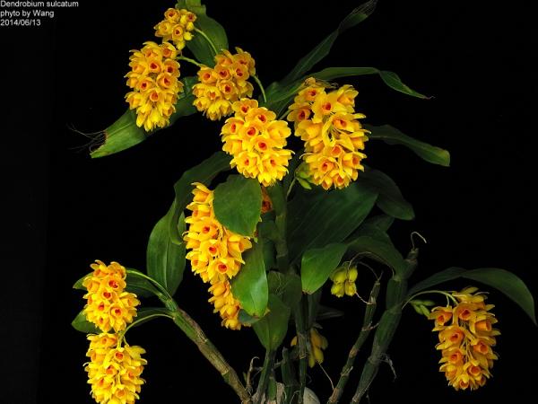 Dendrobium-sulcatum-03.jpg