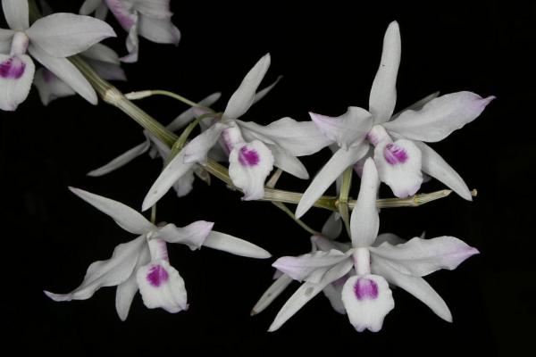 Dendrobium-transparens-02.jpg