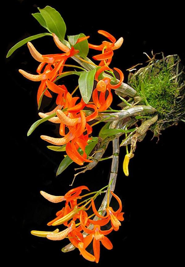 Dendrobium-unicum-03.jpg