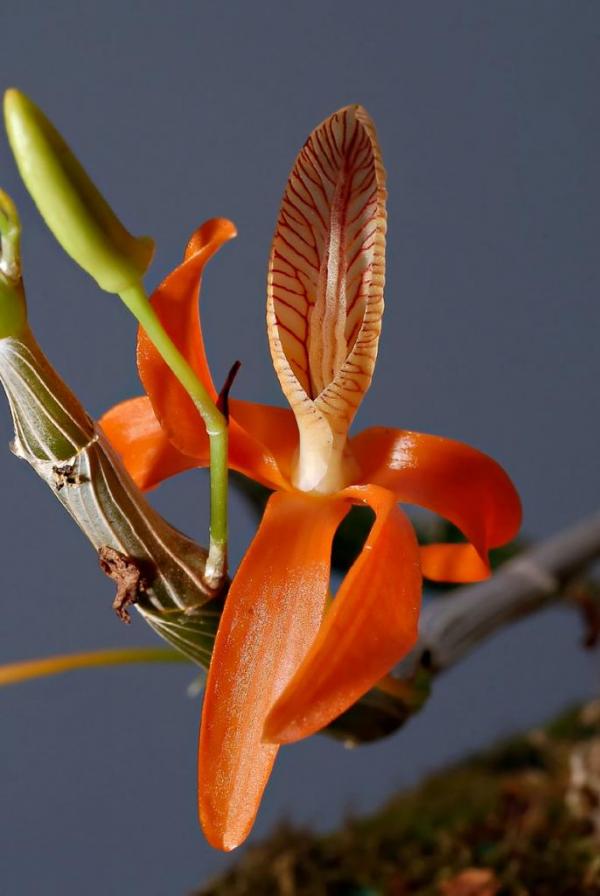 Dendrobium-unicum.jpg