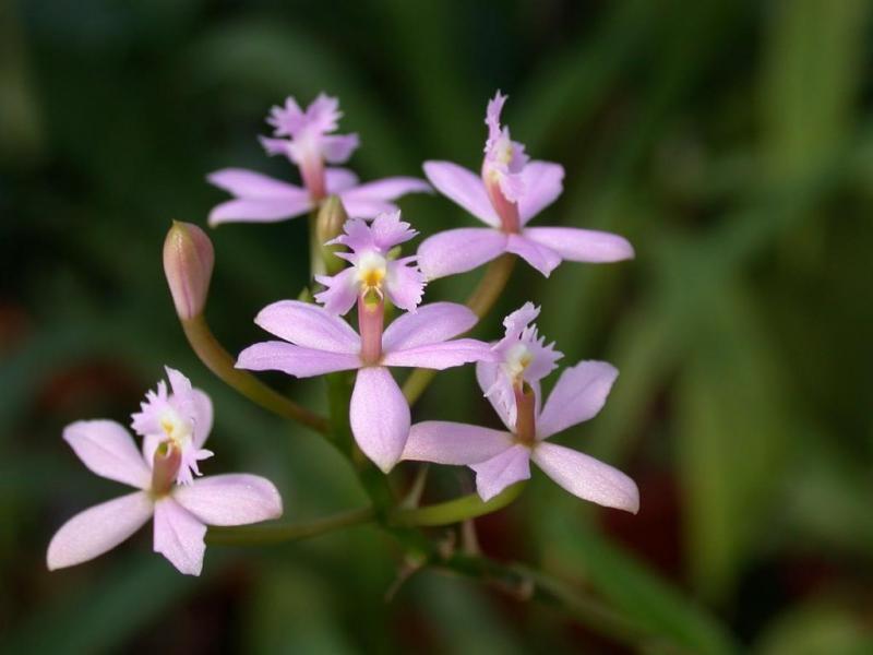 Epidendrum1.jpg