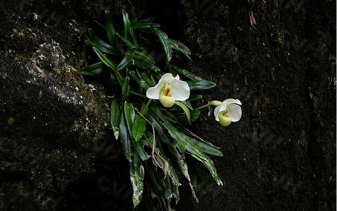 Lan-hai-huong-duyen - Paphiopedilum emersonii (3).jpg