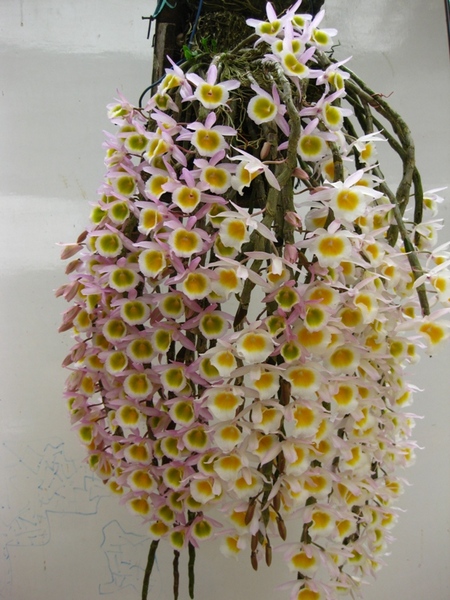Long tu - Dendrobium primulinum-02.jpg