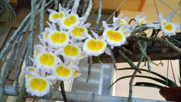 Long tu - Dendrobium primulinum.jpg