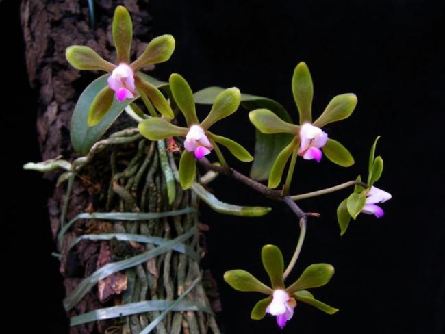 phalaenopsis_braceana_2.jpg