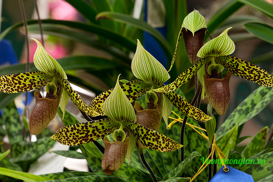 Kỹ năng trồng và chăm sóc lan hài sukhakulii