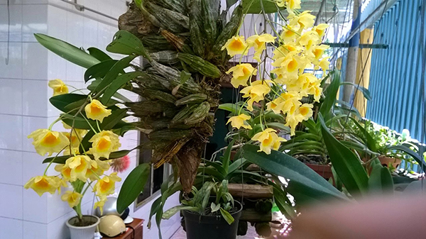 Kỹ thuật trồng lan vảy rồng